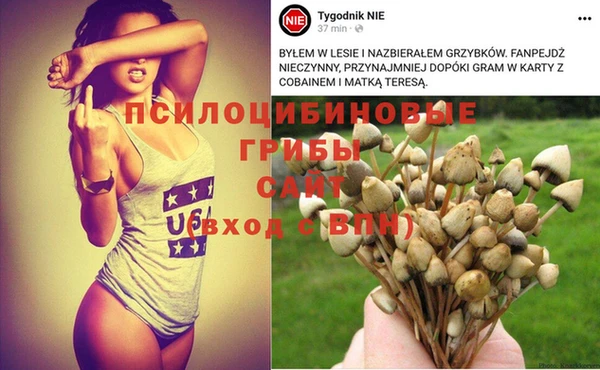 шишки Арсеньев