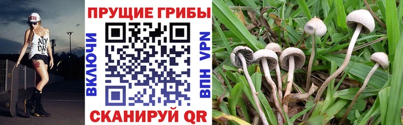 Галлюциногенные грибы Psilocybe Усть-Илимск